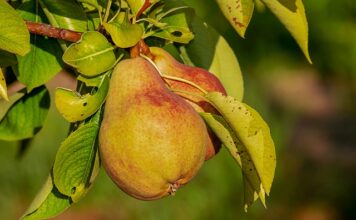 Czy odżywka do rzęs regenerum zawiera bimatoprost?