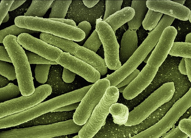 Jak długo żyją bakterie na przedmiotach?