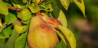 Czy odżywki do rzęs uszkadzają wzrok?