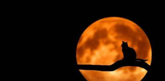 Jak wykąpać kota na sucho?