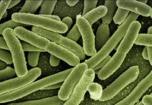 Co zabija wszystkie bakterie?