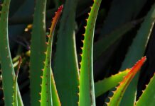 poduszka aloe vera
