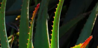 poduszka aloe vera