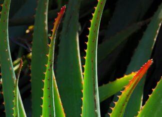 poduszka aloe vera