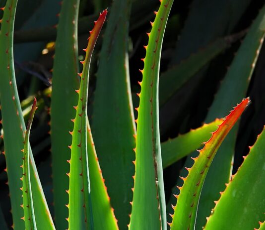 poduszka aloe vera