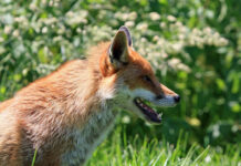 Odstraszacz dzikiej zwierzyny w sezonie wiosenno-letnim