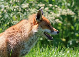 Odstraszacz dzikiej zwierzyny w sezonie wiosenno-letnim – najlepsze strategie ochrony upraw Odstraszacz dzikiej zwierzyny w sezonie wiosenno-letnim