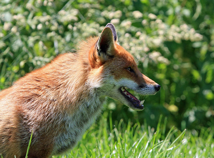 fox-red-fox-red-portrait-59842 Odstraszacz dzikiej zwierzyny w sezonie wiosenno-letnim